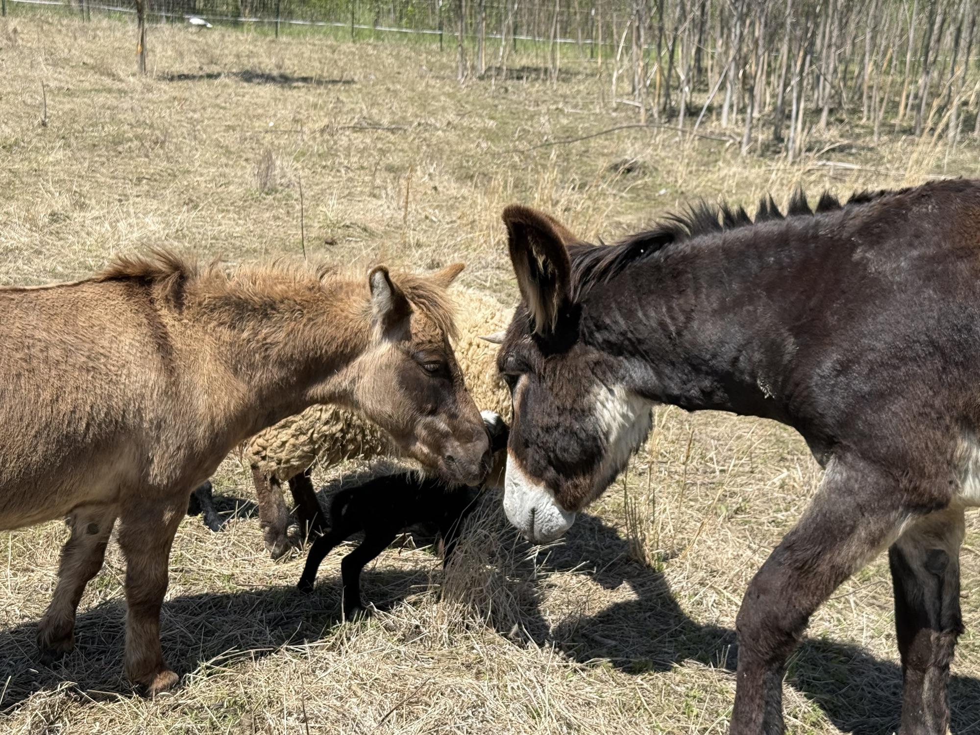 Two rescued donkeys standing together in the pasture