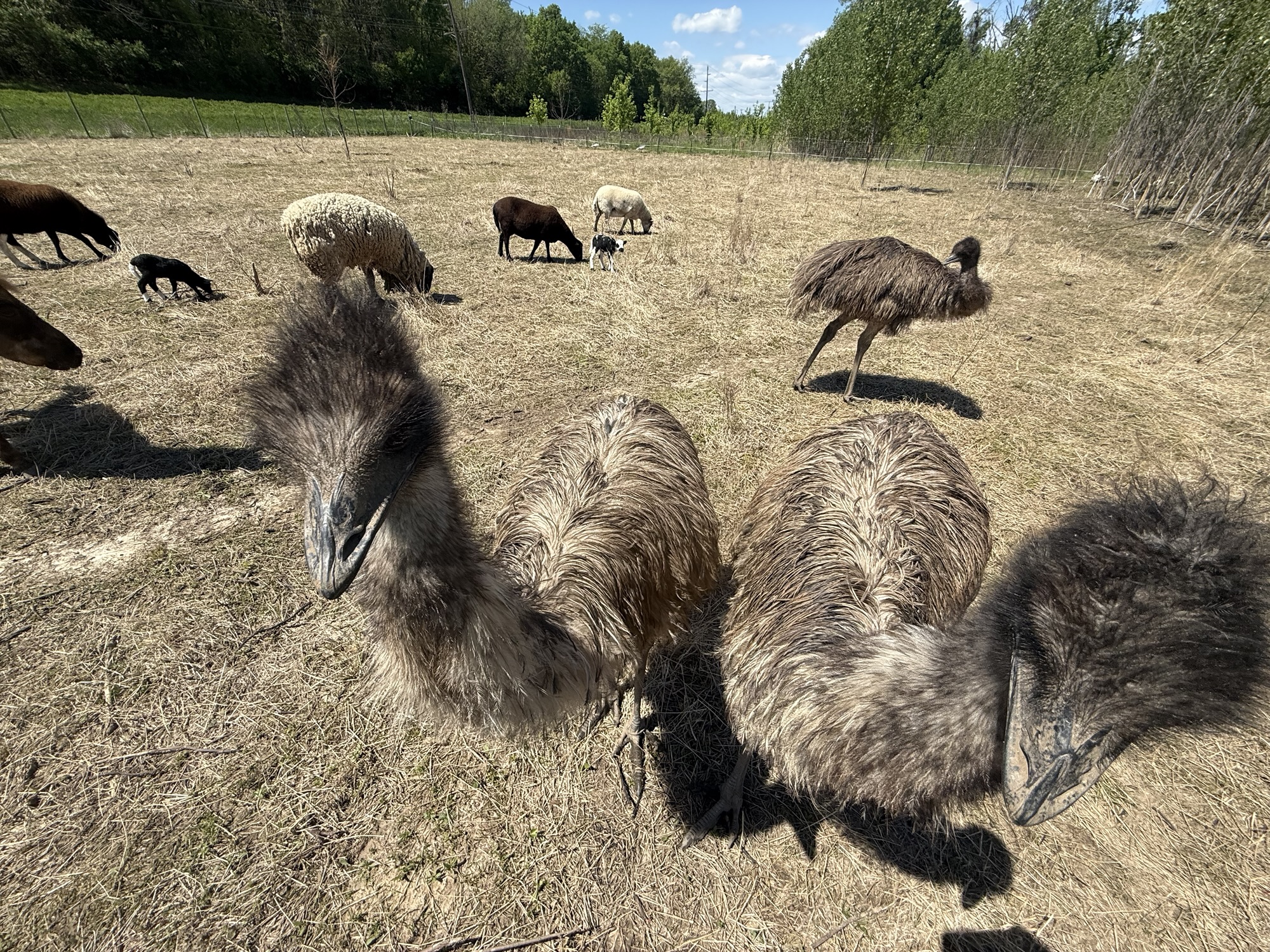 Emus and pigs walking through the rescue pasture