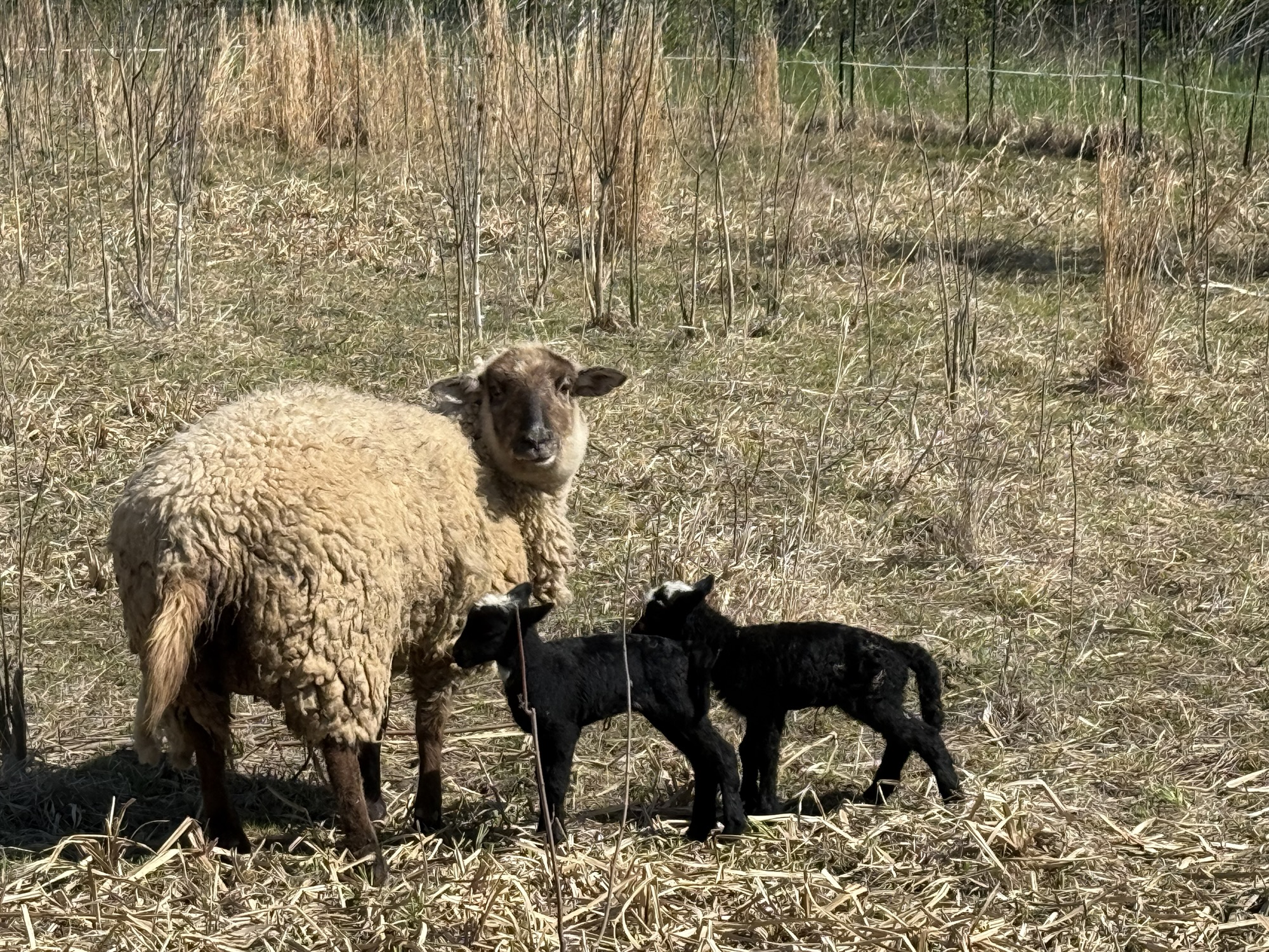 Sheep and young animals in the pasture