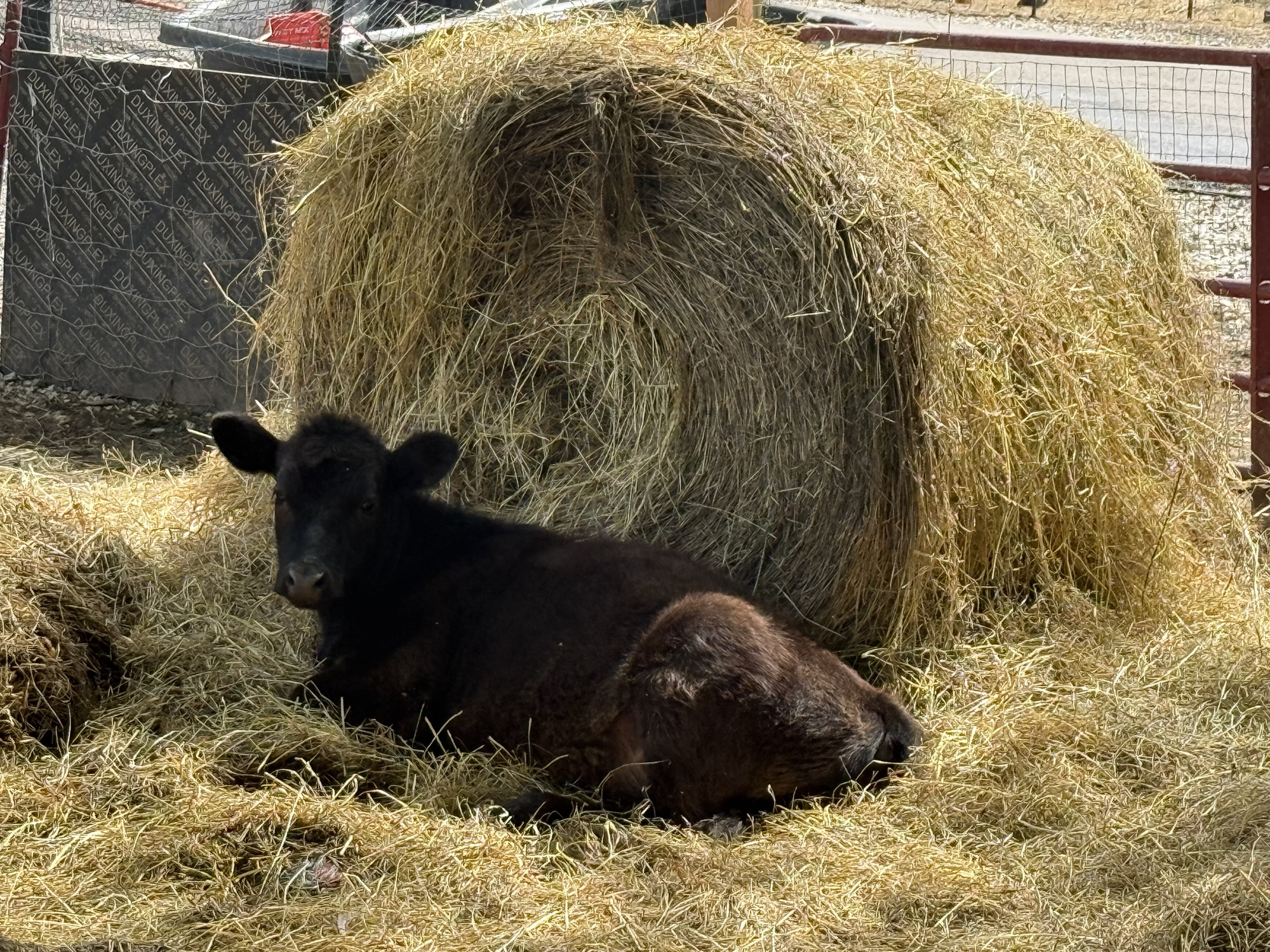 A rescued calf resting safely beside a hay bale