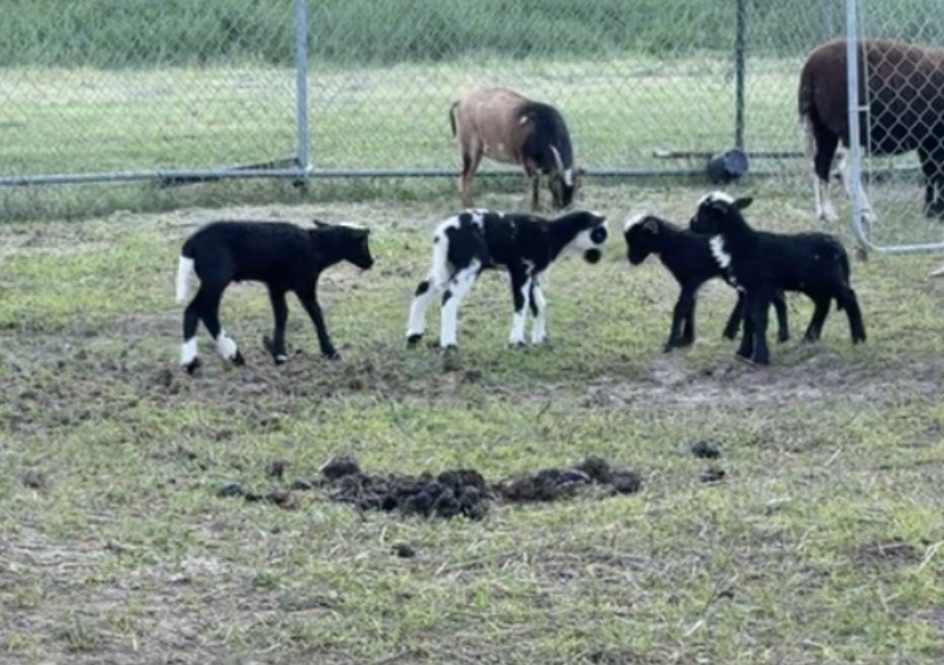 Young goats together in the pasture