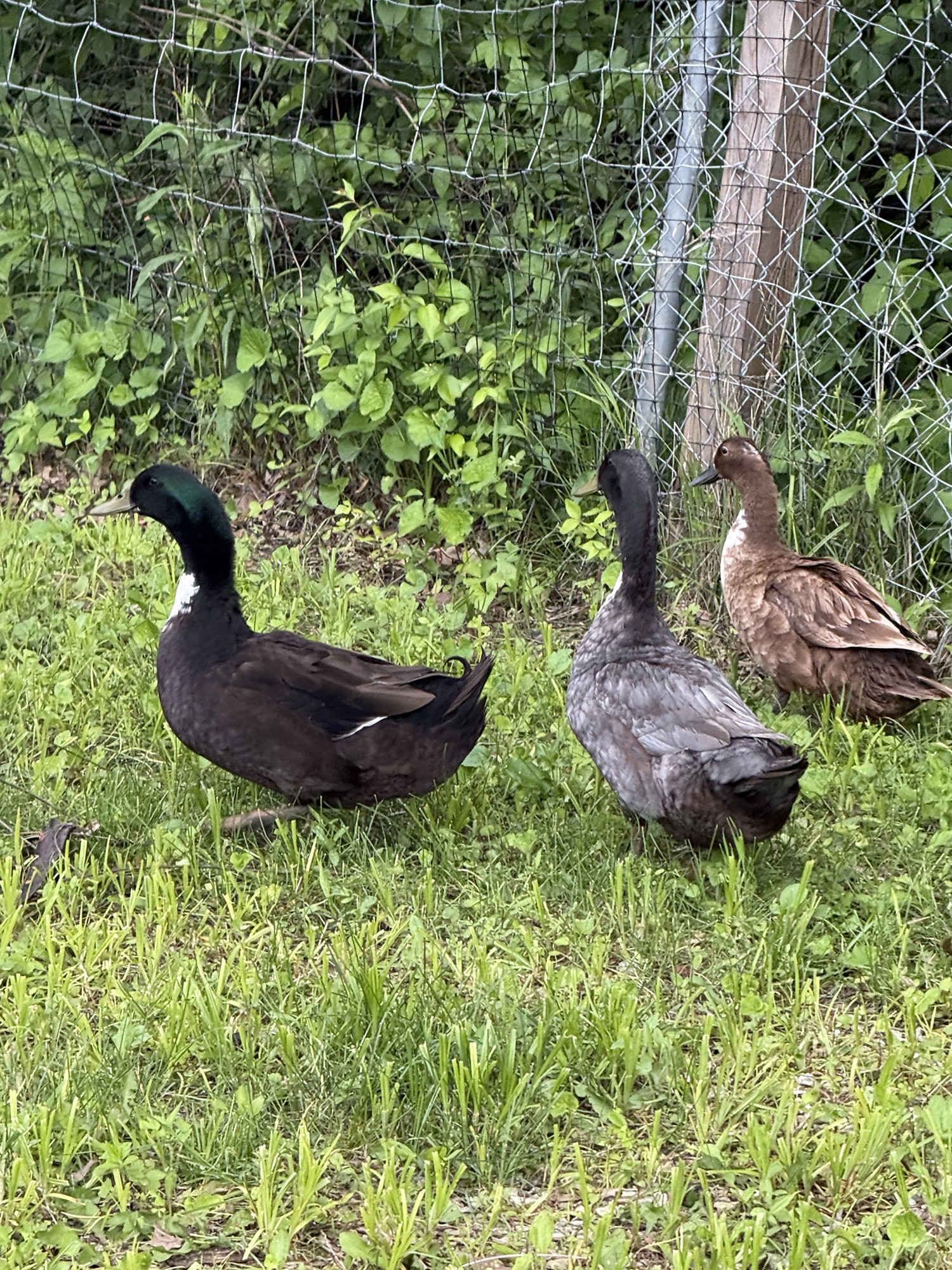 Rescue ducks near their enclosure