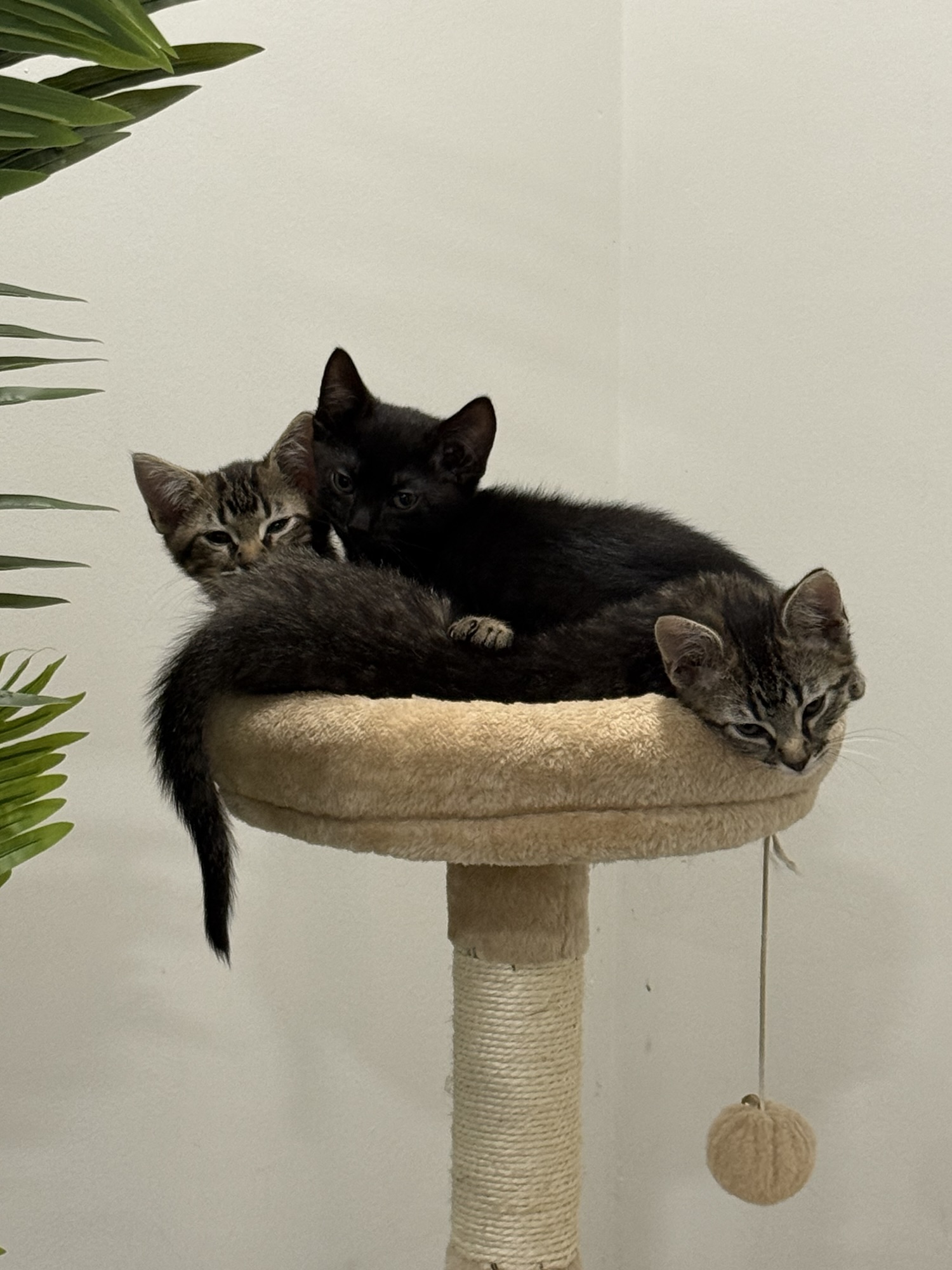 Rescued cats resting together