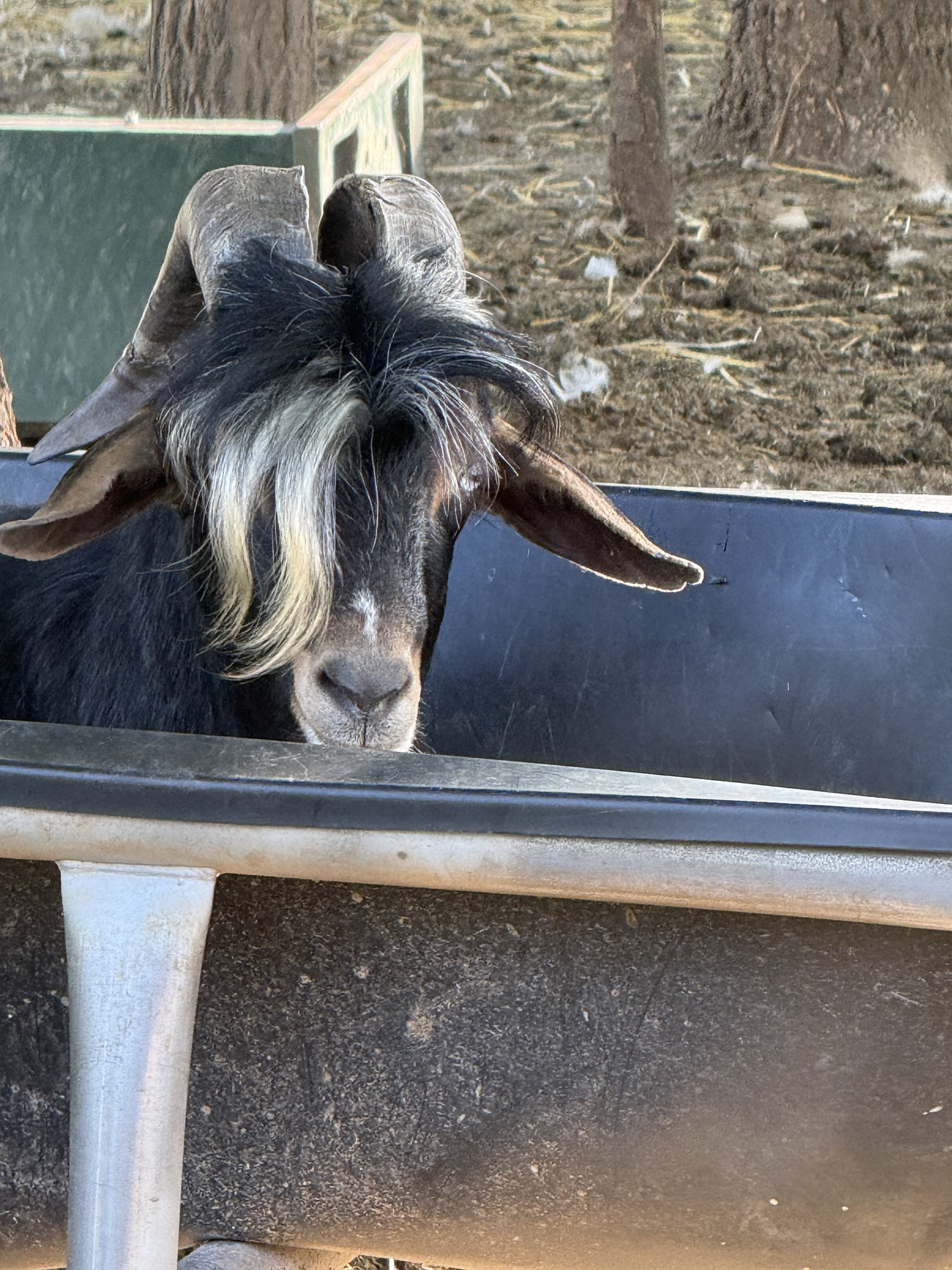 A rescued goat at the feeding area