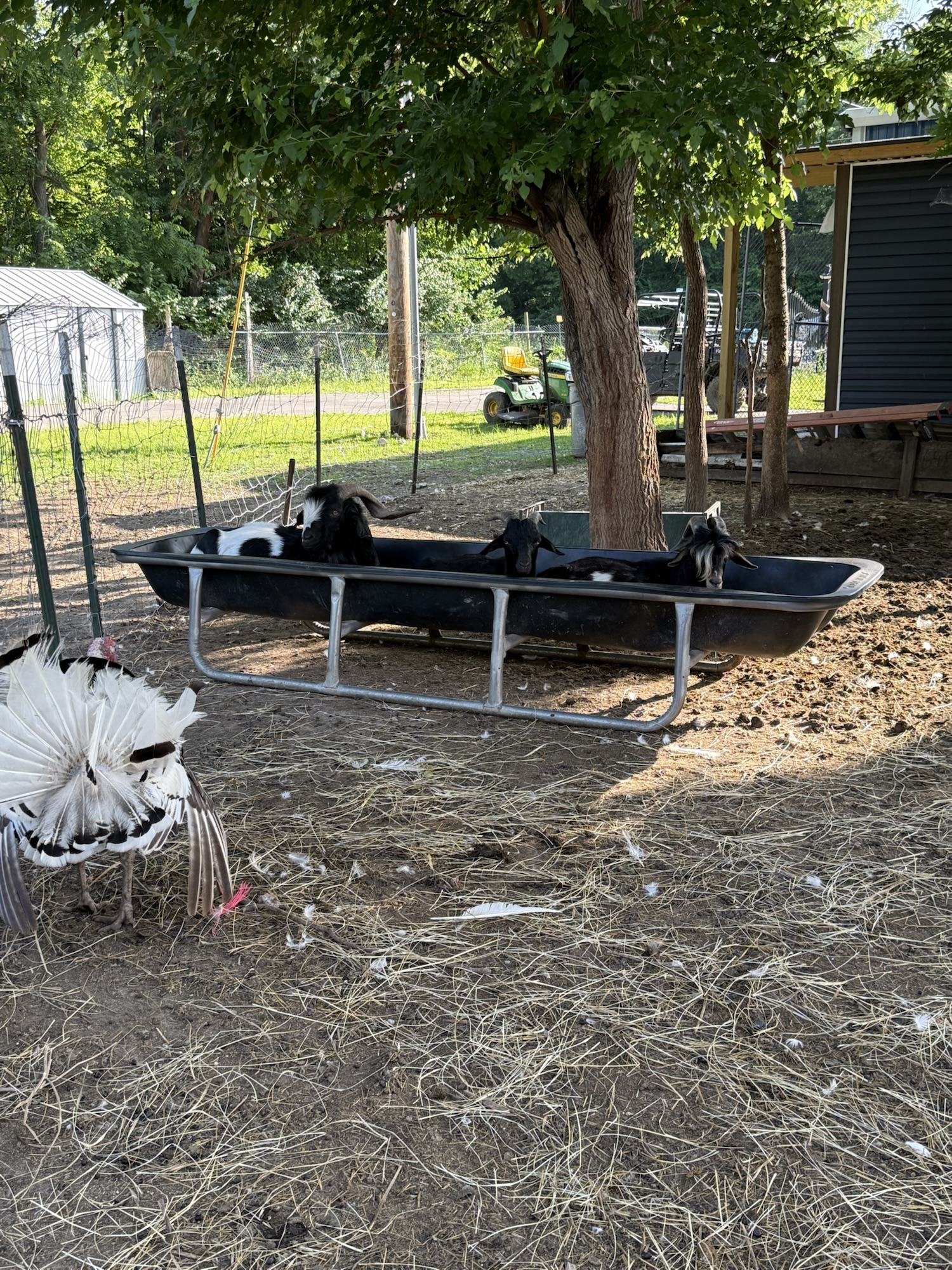 Rescued goats resting together beneath the trees
