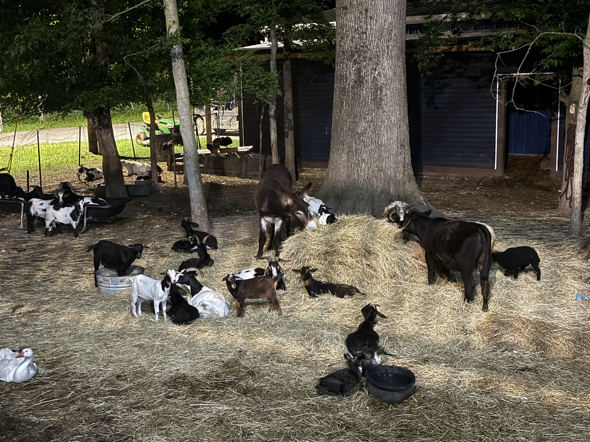 Birds and sheep sharing the barnyard
