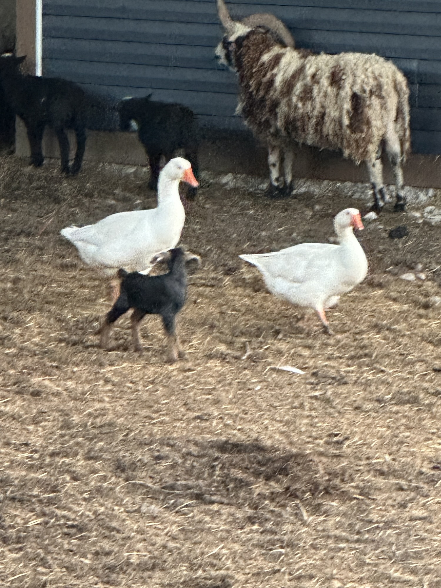 Rescued animals in a protected enclosure
