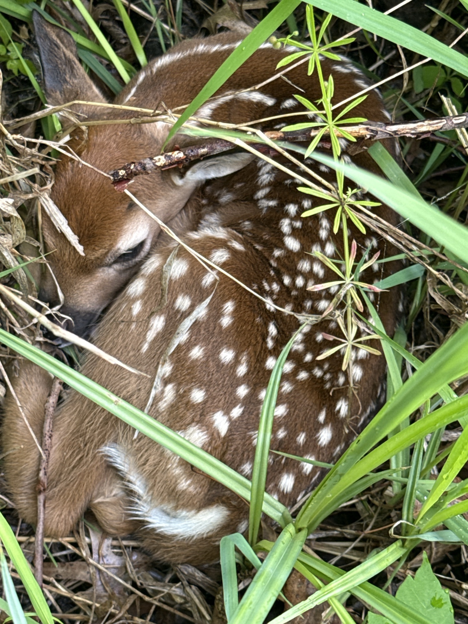 Young animal resting in the pasture grass